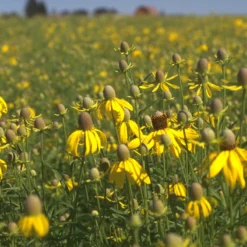 Little Prairie Native Wildflower Seed Mix -Lush Garden Home yellow prairie coneflower little prairie native mix