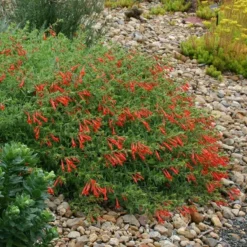 Orange Carpet® Creeping Hummingbird Trumpet (Zauschneria) -Lush Garden Home zauschneria garrettii orange carpet pat hayward plant select