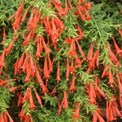 Orange Carpet® Creeping Hummingbird Trumpet (Zauschneria) -Lush Garden Home zauschneria garrettii orange carpet pat hayward plant select garden