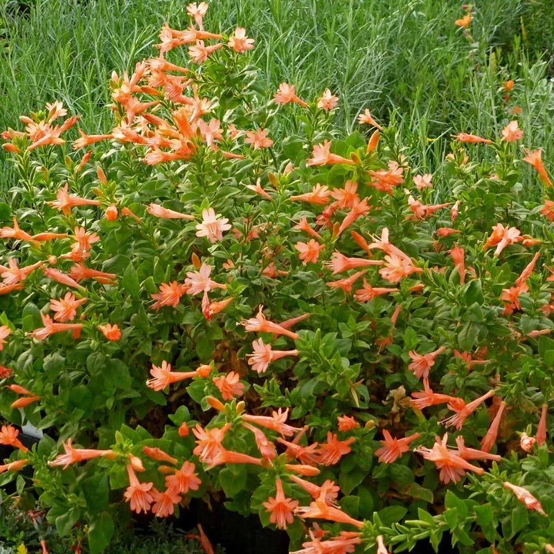 Northfork Coral Hummingbird Trumpet (Zauschneria) 1 Northfork Coral Hummingbird Trumpet (Zauschneria)