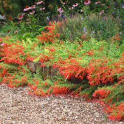 Orange Carpet® Creeping Hummingbird Trumpet (Zauschneria)